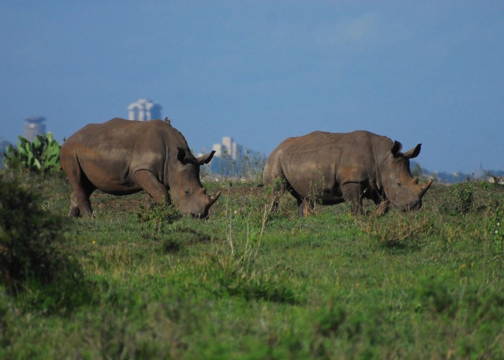 Rhinos grazing at Nairobi national park Visit kenya and see Rhinos grazing at nairobi national park and a backdrop of nairobi city in the background