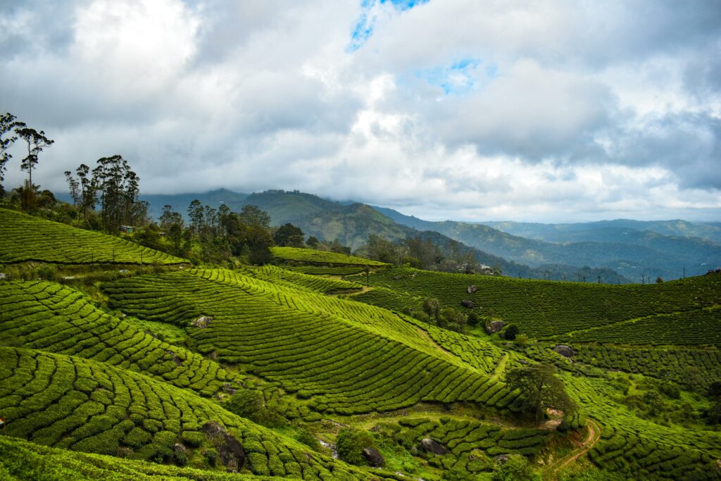 pexels-photo-13622240-13622240 visit kenya and see stunning view of tea plantations under a cloudy sky in kiambuu kenya. showcasing the vibrant green landscape.