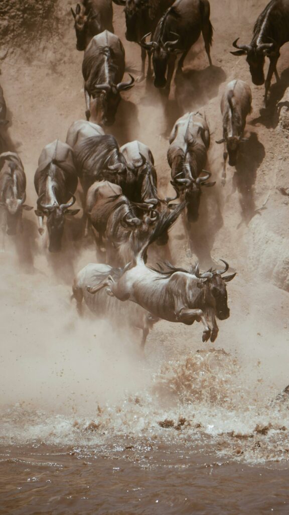 pexels-photo-26052413-26052413 Dramatic wildebeest leap captured during a river crossing in the maasai mara national park in kenya, top reason to visit kenya